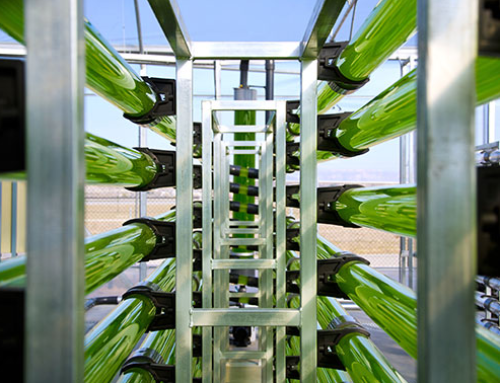 Caixa Capital Risc ve İspanya Devleti mikroalg biyoteknoloji sektörünün büyümesini hızlandırmak için AlgaEnergy’nin hissedarı oldular